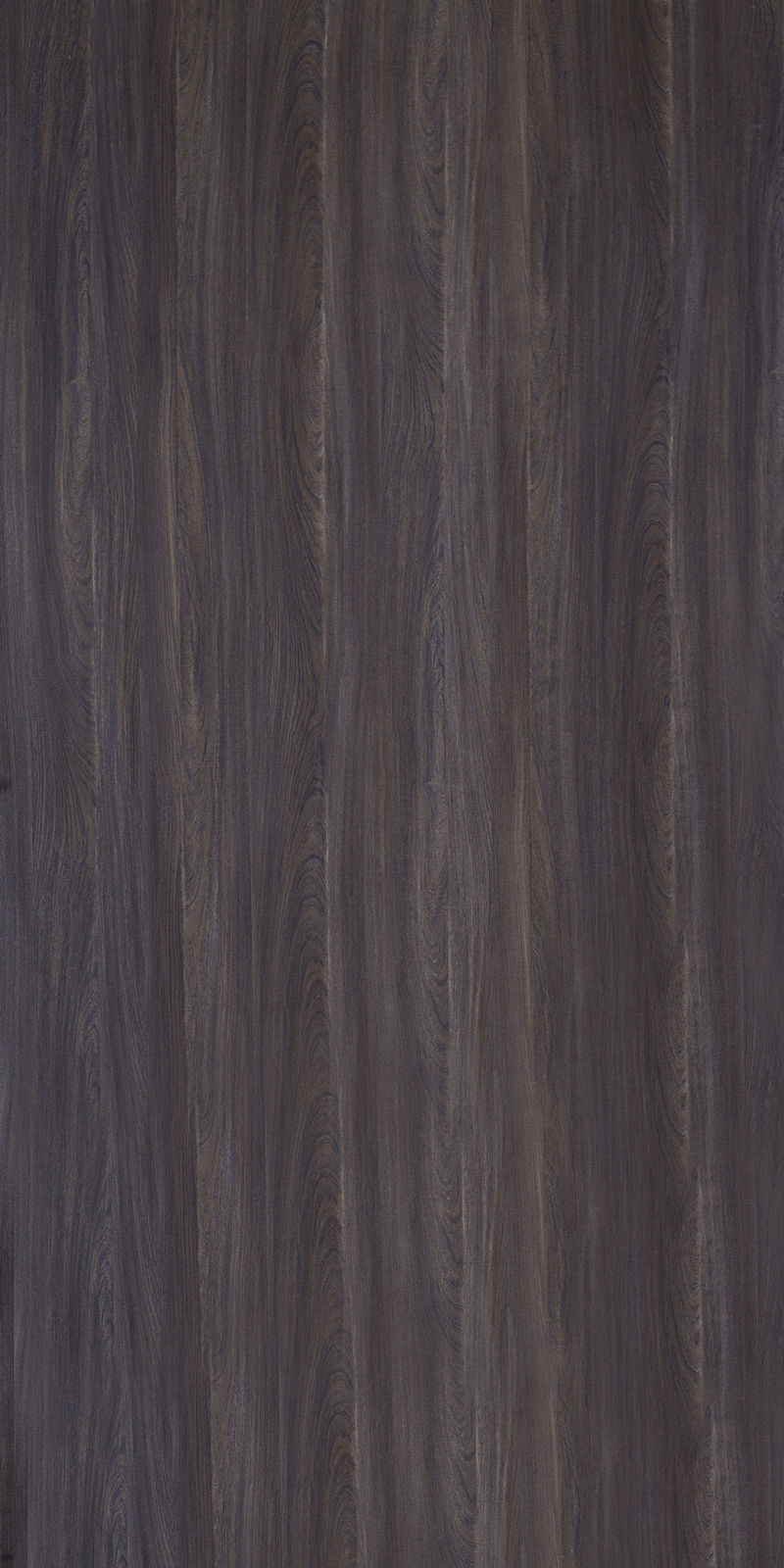 Indigo Elm